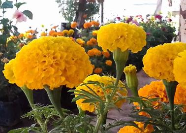 Cempasúchil, flor de vida y muerte