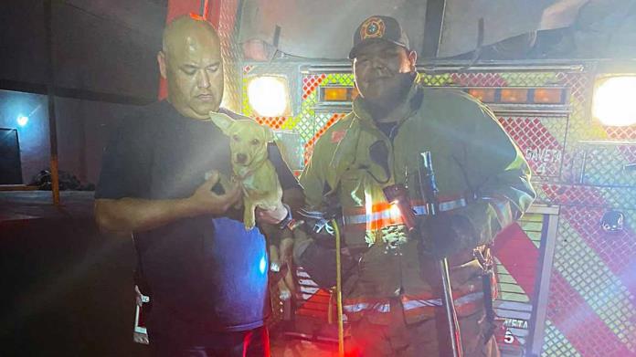 Bomberos rescatan a perrito en aprietos