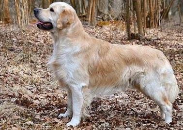 ¡TÉTRICA POLÉMICA!: convierten a su perro en un tapete