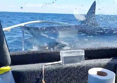 VIDEO. Tiburón salta a barco de pesca y sorprende a tripulantes