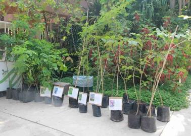 Quieren jardín botánico en Cajeme