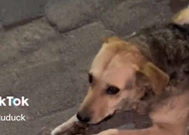 Graban a perro mientras come una columna vertebral