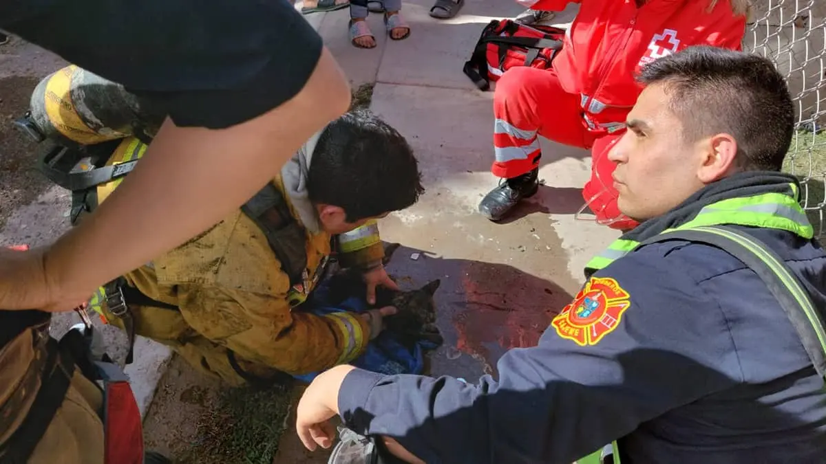 Bomberos auxilian a gatito durante incendio