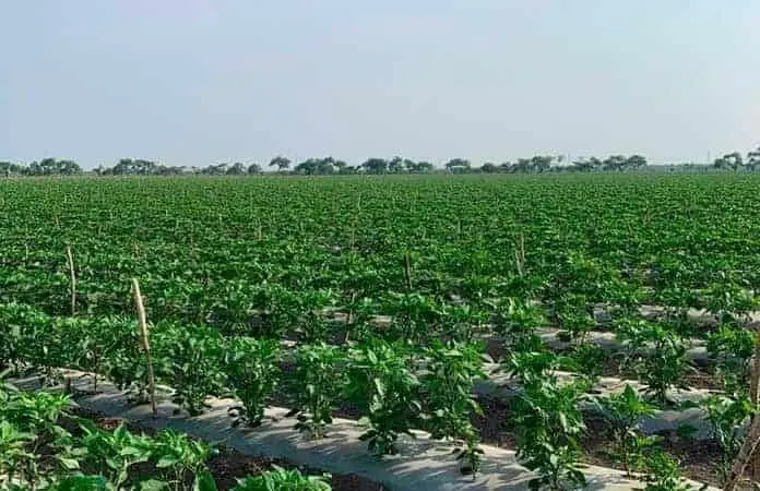 Bajas temperaturas no afectaron hortalizas