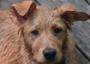 De nuevo, bomberos salvan a perrito de morir ahogado De nuevo, bomberos salvan a perrito de morir ahogado