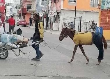 Visten a caballo con pantalón y playera para protegerlo del frío
