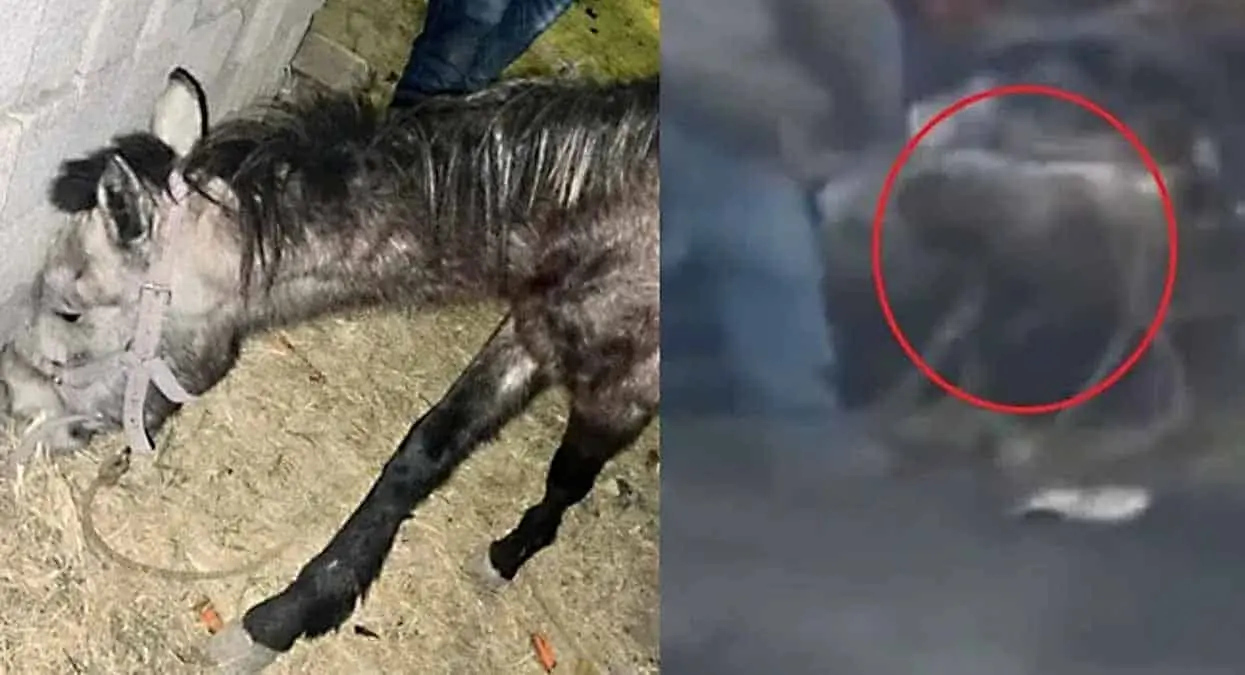 VIDEO. Rescatan a yegua golpeada por sus malvados dueños