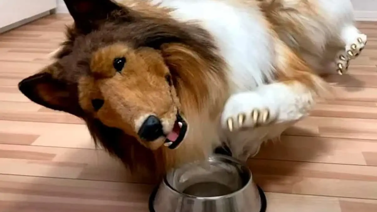 VIDEO. Hombre gasta todo su dinero para "convertirse" en perro