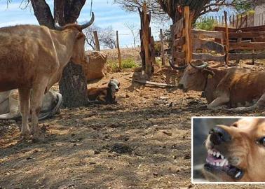 Perros salvajes atacan ganado