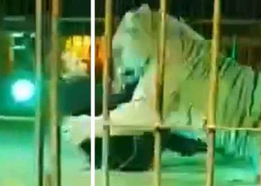 Tigre ataca  a domador en circo de Italia