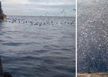Aparecen miles de peces muertos en Yavaros