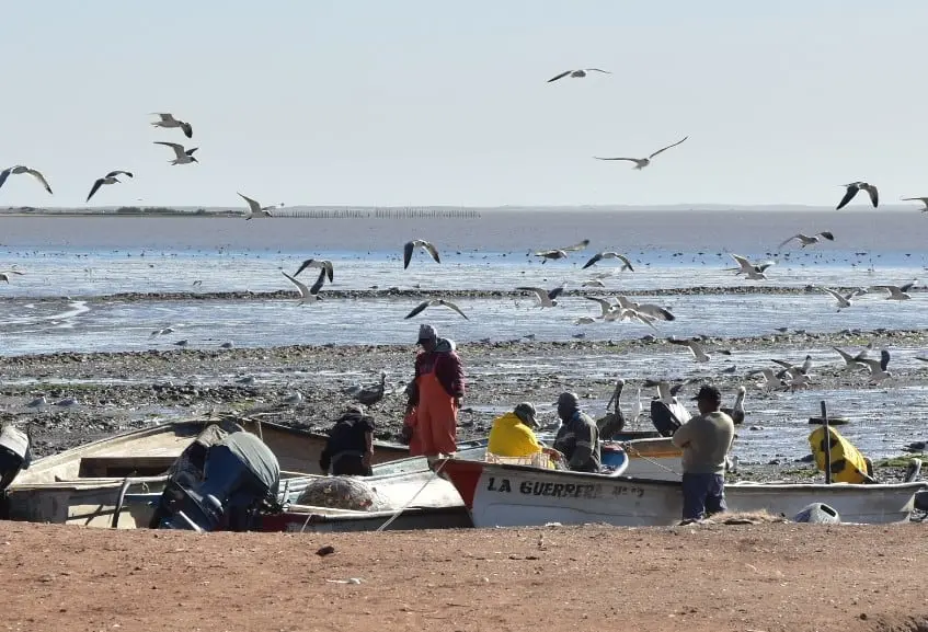 Paralizados por tiburones