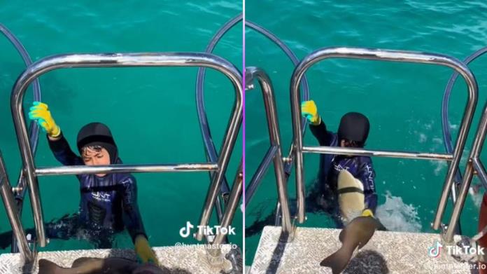 Video. Tiburón ataca a un niño de ocho años mientras pesca