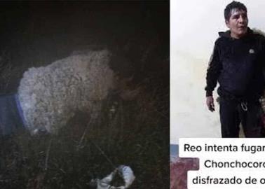 VIDEO. El lobo se vistió de oveja para escapar de la cárcel