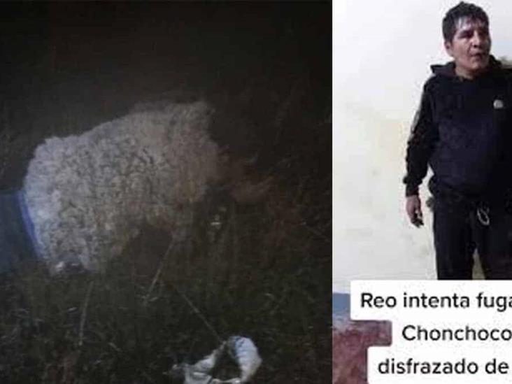 VIDEO. El lobo se vistió de oveja para escapar de la cárcel VIDEO. El lobo se vistió de oveja para escapar de la cárcel