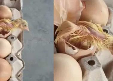 VIDEO. Va a comprar huevos y encuentra pollito recién nacido