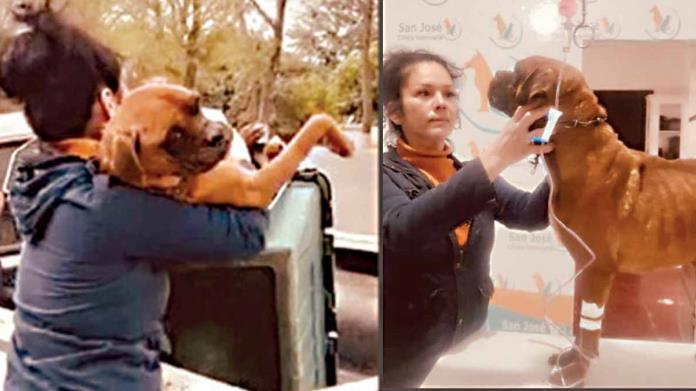 Rescatan a El Chato, perro maltratado Rescatan a El Chato, perro maltratado