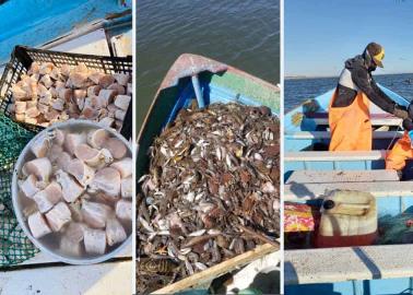 Van a los callos pese a los tiburones