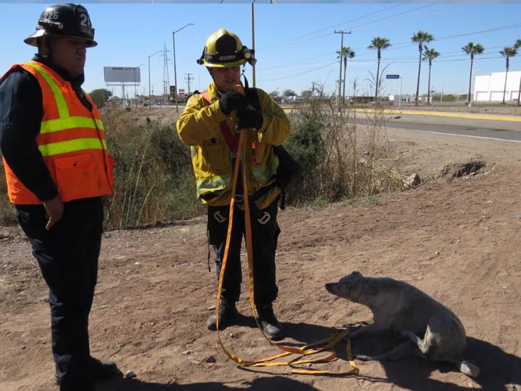 Rescatan a perrita que cayó a zanja Rescatan a perrita que cayó a zanja