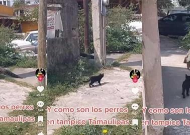 VIDEO. Captan a gatito persiguiendo a un cocodrilo por la calle