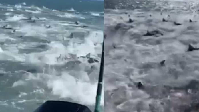 VIDEO. Tiburones hambrientos rodean a pescadores