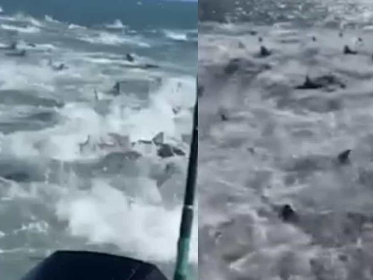 VIDEO. Tiburones hambrientos rodean a pescadores VIDEO. Tiburones hambrientos rodean a pescadores