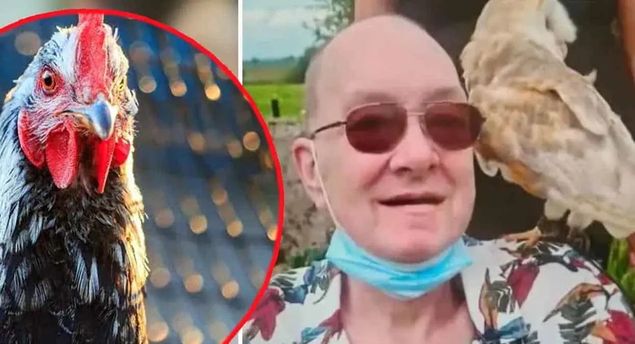 Abuelito muere tras el feroz ataque de una gallina