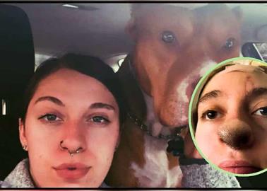 Perro le arranca la nariz, recibe injerto y ahora le crece pelo