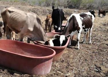 Bajo precio del dólar afecta a los ganaderos