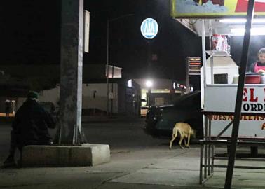 No quieren perros en taquerías