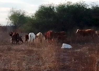 Falta preparación contra incendios forestales: Aldama