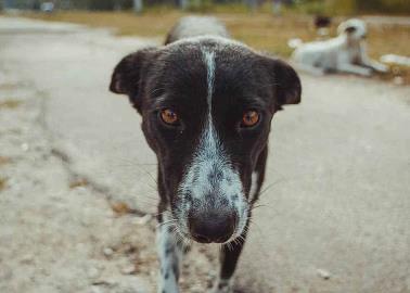 Descubren que los perros de Chernóbil son genéticamente distintos