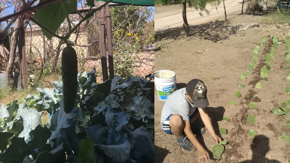 Apoyan el emprendedurismo en área rural