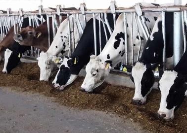 Afecta a productores de leche la falta de permisos de siembra para forrajes Afecta a productores de leche la falta de permisos de siembra para forrajes