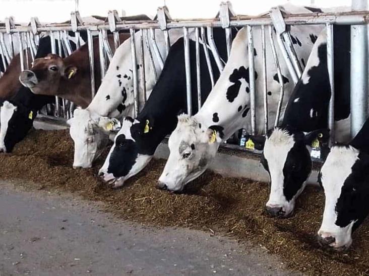 Afecta a productores de leche la falta de permisos de siembra para forrajes Afecta a productores de leche la falta de permisos de siembra para forrajes