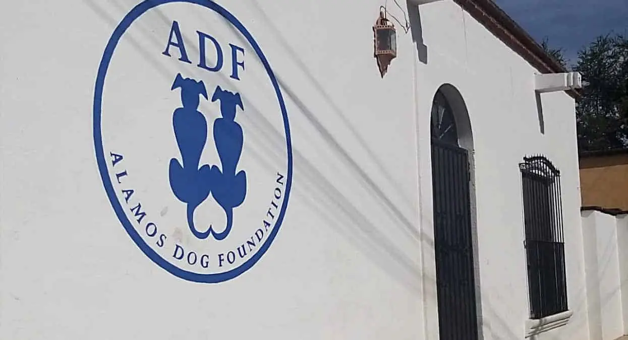 Sigue maltrato contra mascotas