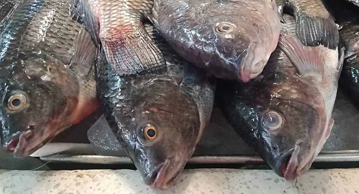 Sustituyen peces por más baratos