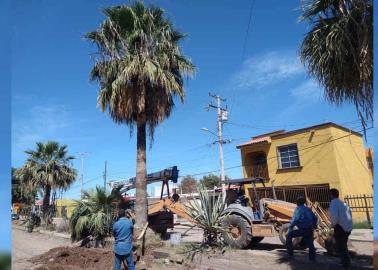 Retiran palmas de "Las palmas"