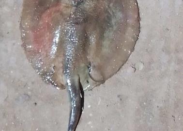 Retiran aguijón de mantarrayas para evitar picaduras en humanos