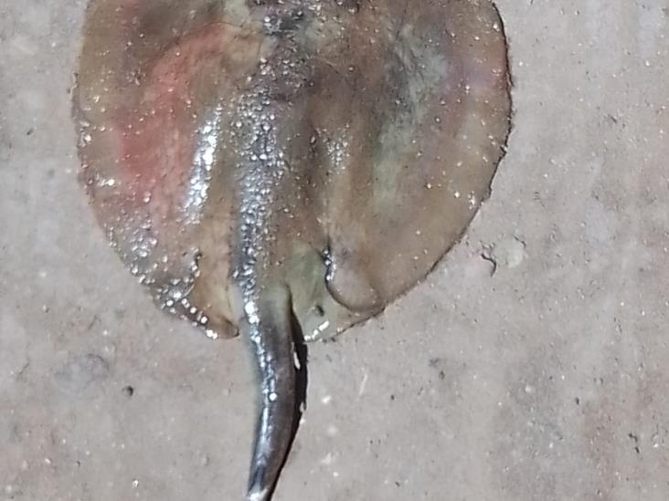 Retiran aguijón de mantarrayas para evitar picaduras en humanos Retiran aguijón de mantarrayas para evitar picaduras en humanos