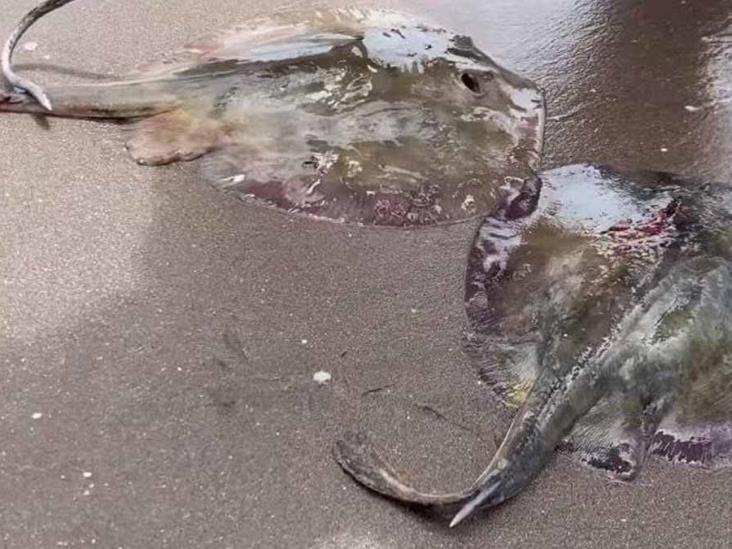 Suspenden a coordinadora de Ecología por mutilación de mantarrayas en Huatabampito Suspenden a coordinadora de Ecología por mutilación de mantarrayas en Huatabampito