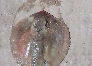 Por mutilación de mantarrayas, Profepa va contra Ayuntamiento de Huatabampo