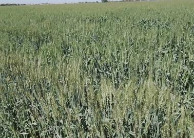 Por falta de precio de trigo, agricultores pudieran dejar de cosecharlo