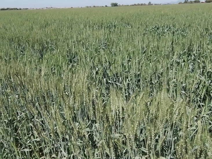 Por falta de precio de trigo, agricultores pudieran dejar de cosecharlo Por falta de precio de trigo, agricultores pudieran dejar de cosecharlo
