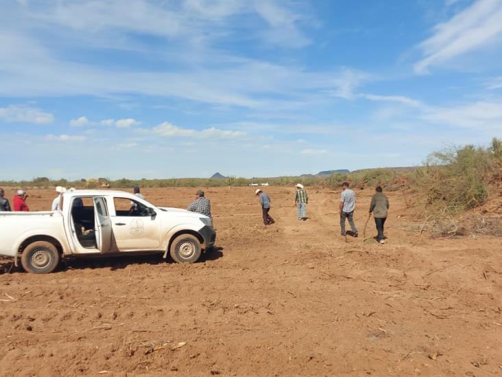 En Loma de Bácum, incorporarán 100 hectáreas al cultivo orgánico En Loma de Bácum, incorporarán 100 hectáreas al cultivo orgánico