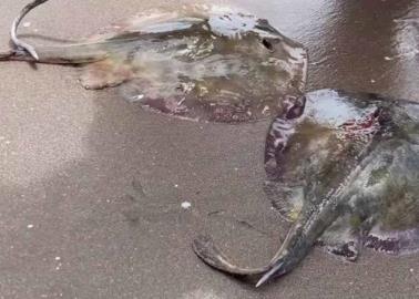 Esta podría ser la verdadera causa de muerte de cientos de mantarrayas en Huatabampo