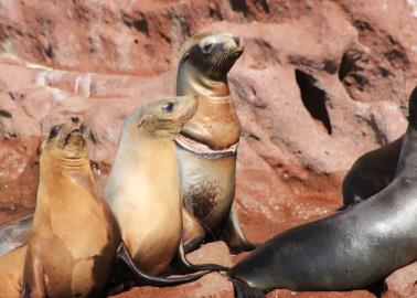 ¡No sólo mantarrayas! Encuentran delfines y leones marinos muertos en Huatabampo