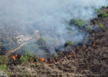 Incendio forestal arrasa con 500 hectáreas en Sonora