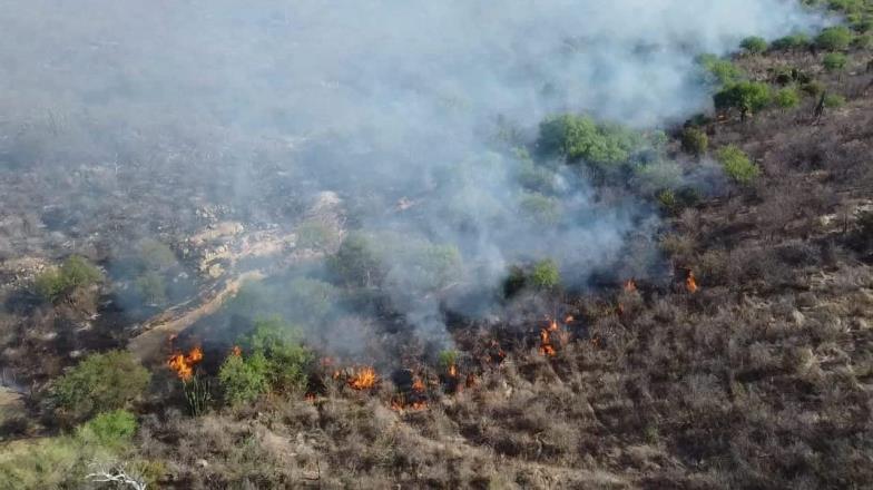 Incendio forestal arrasa con 500 hectáreas en Sonora