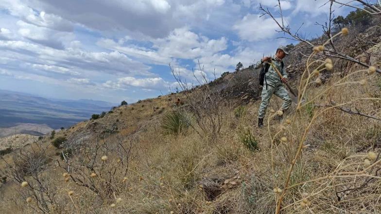 Incendio forestal arrasa con 500 hectáreas en Sonora